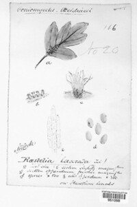 Gymnosporangium clavariiforme image